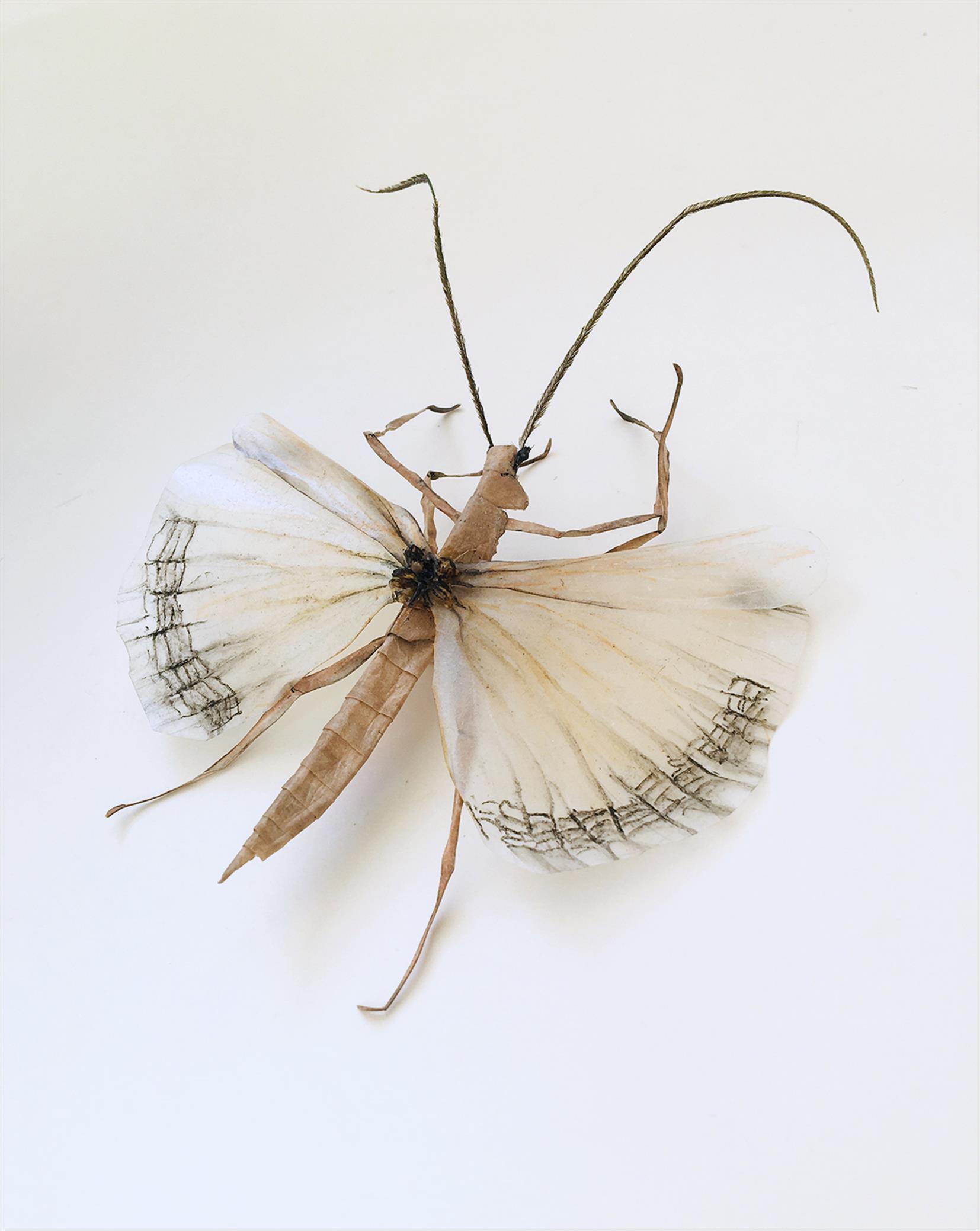 ENTOMOLOGIE DE PAPIER